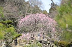 八重寒紅（ウメ）
