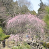 八重寒紅（ウメ）