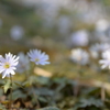 ユキワリイチゲ