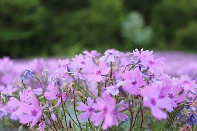 お花畑