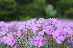 お花畑