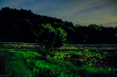 20130706-hotaru