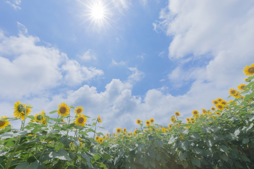 太陽の花