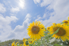 太陽の花