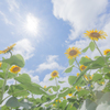 太陽の花