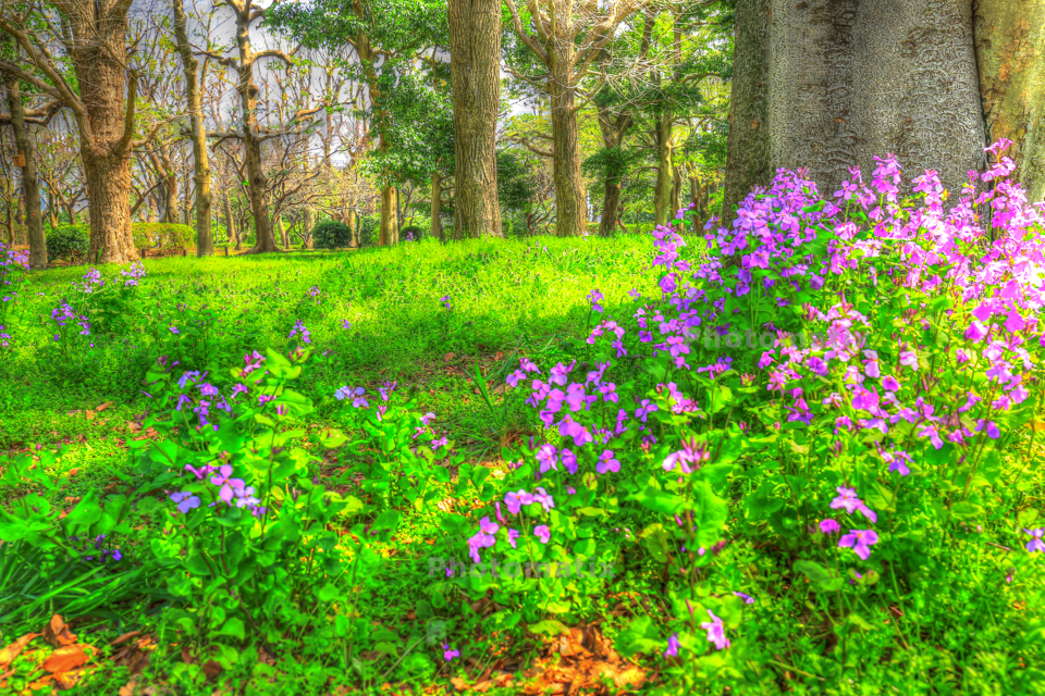 IMG_9779_80_81_tonemapped