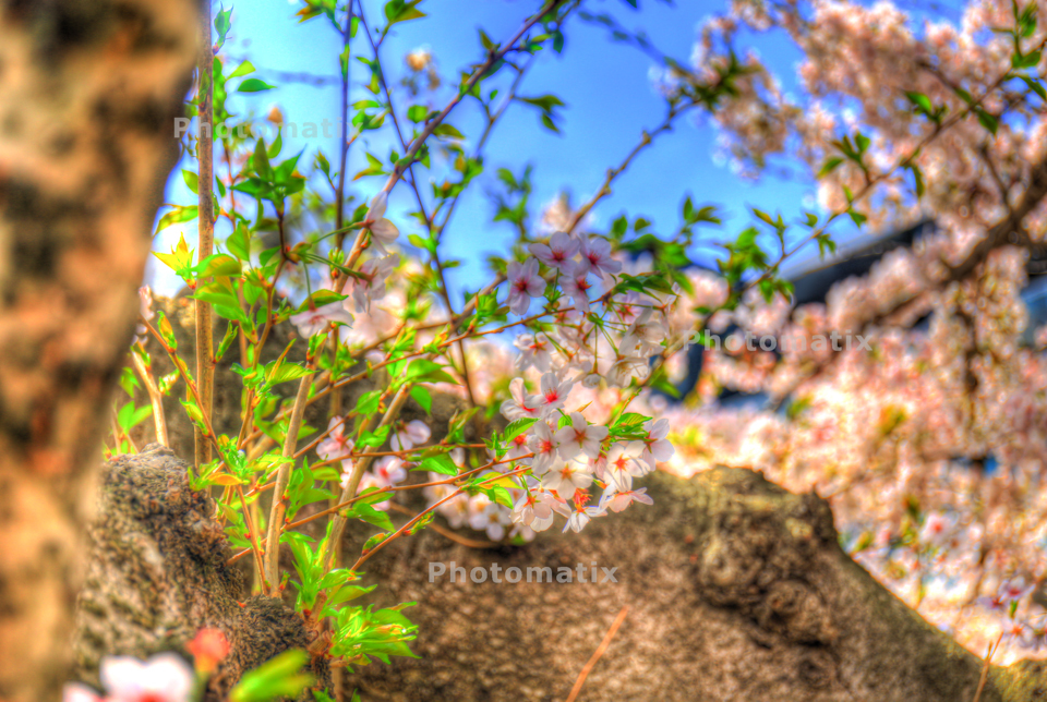 IMG_9825_6_7_tonemapped
