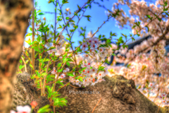 IMG_9825_6_7_tonemapped