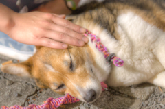 あんしん☆