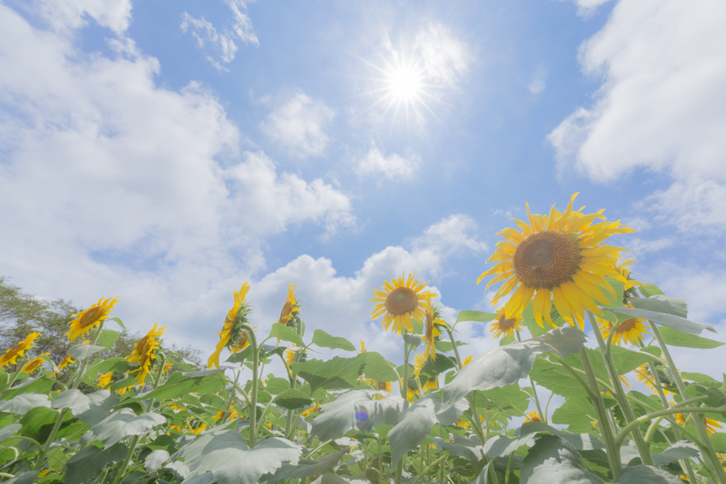 太陽の花