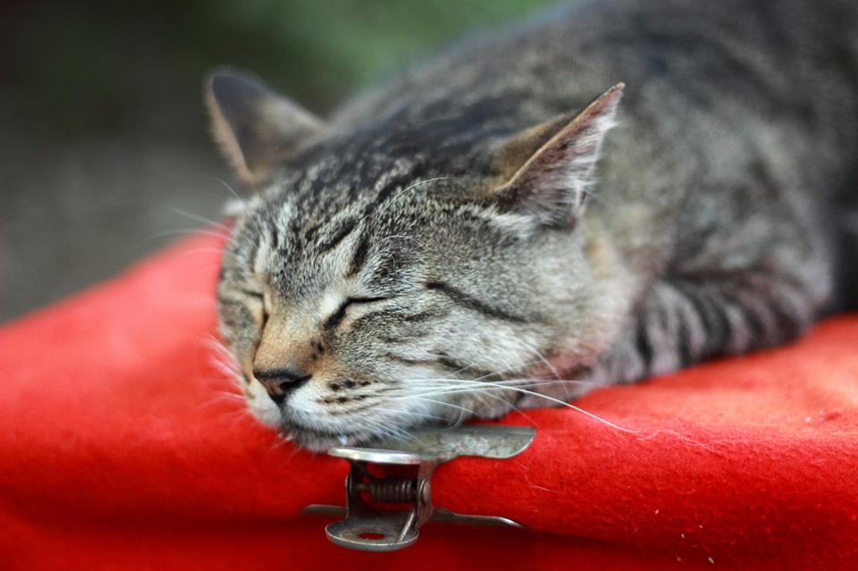 1000380_201703206655549_1692247740_n