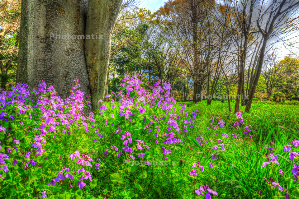 IMG_9776_7_8_tonemapped