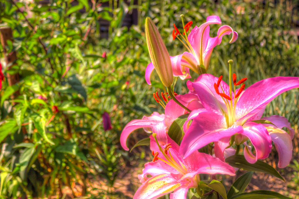 IMG_2023_-2_-3_-4_-5_tonemapped