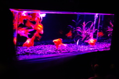 DSC01850