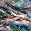 DSC02084