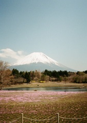 富士山と芝桜