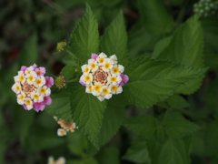 P6300025