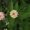 P6300025