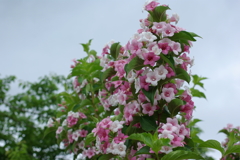 公園にて