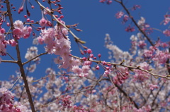 DSC03502