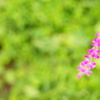 DSC00590