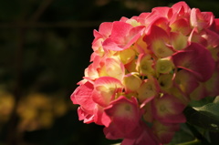 DSC04520