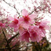 色の濃い桜