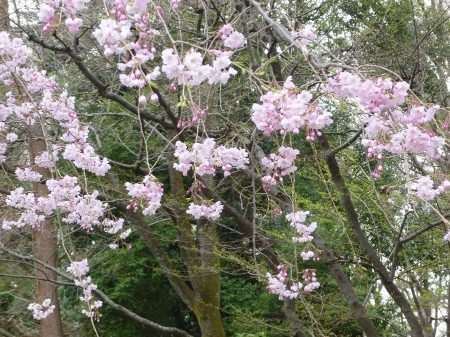 桜の木