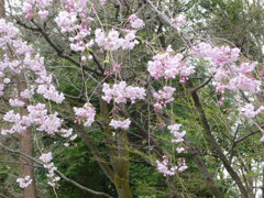 桜の木