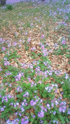 紫の花畑