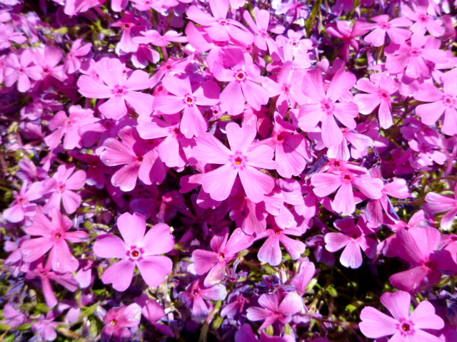 ピンクの花