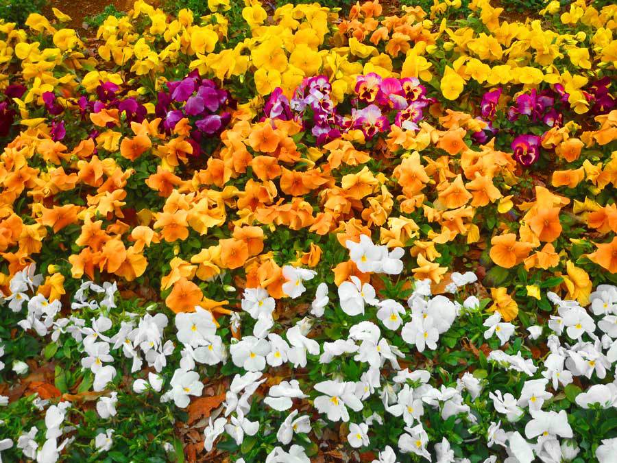 花の絨毯