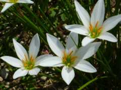白い花３つ