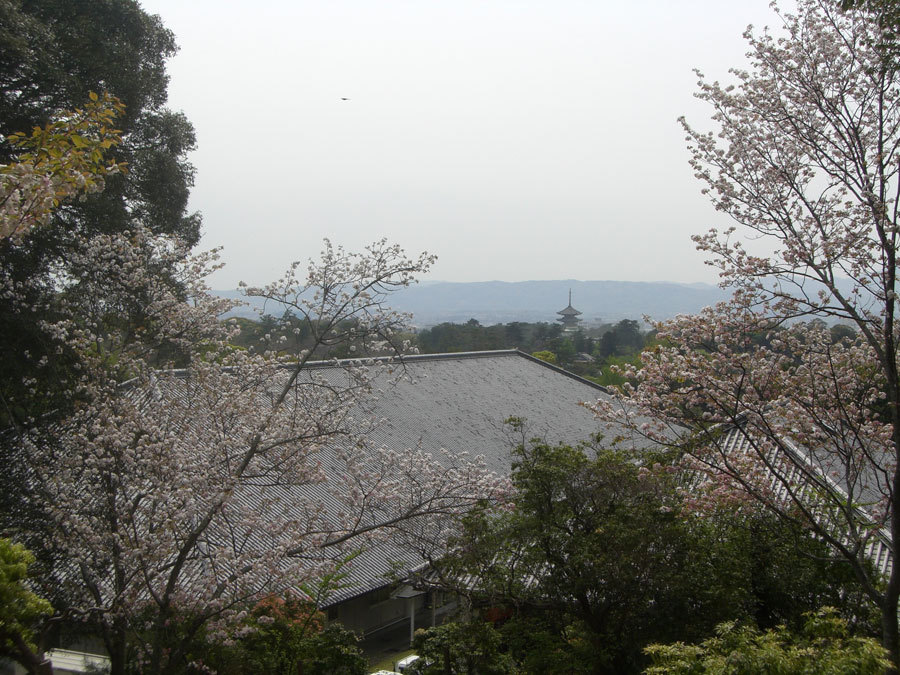 寺と桜