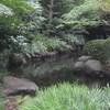 緑豊かな川
