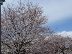 桜