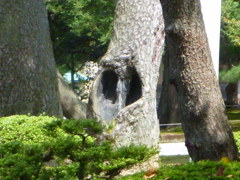 ハート形の穴のあいた木