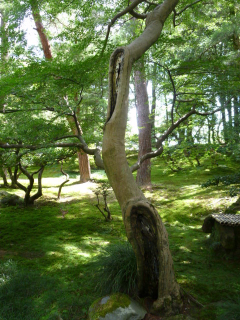 変な穴？のあいた木