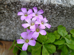 紫の花