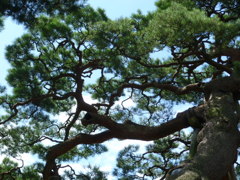 松と青空