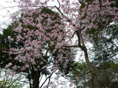 桜かなんか