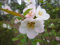 桜の花