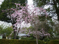 桜？の木