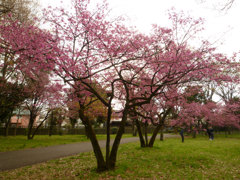 色の濃い桜の木