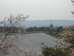 桜と寺