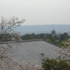 桜と寺