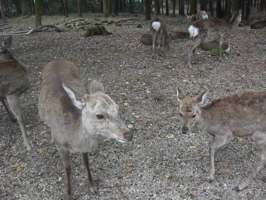 しかも
