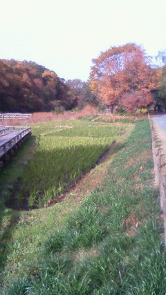 田んぼと紅葉