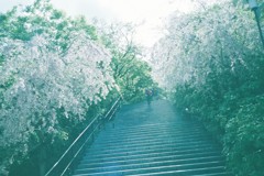 勝尾寺の階段にて