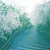 勝尾寺の階段にて